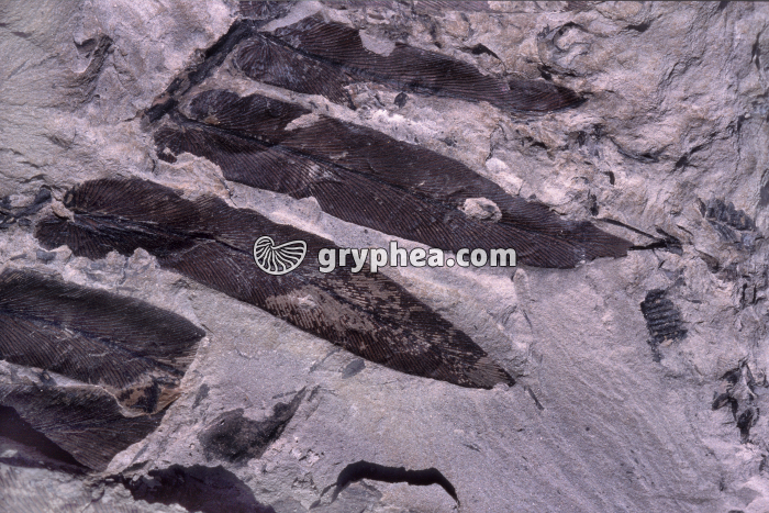 Neuropteris (fougère fossile à graines) - gryphea.org